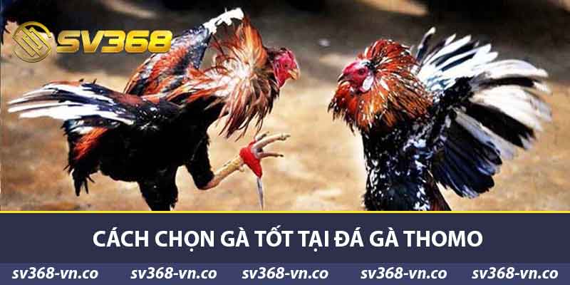 Cách chọn gà tốt tại đá gà Thomo