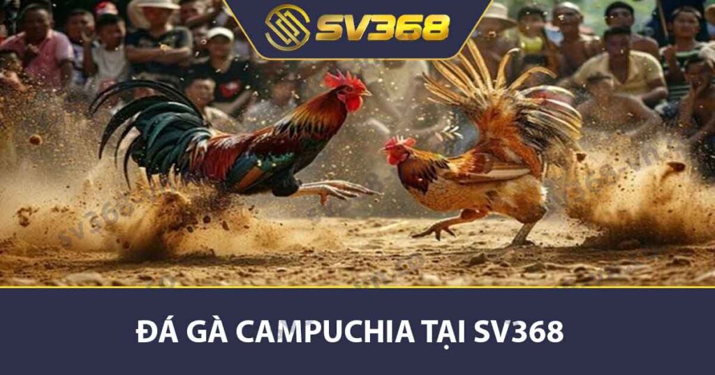 Đá gà Campuchia tại SV368