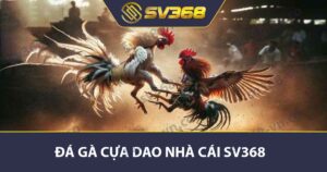 Đá gà cựa dao Nhà Cái SV368