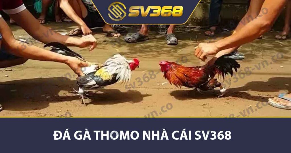 Đá gà Thomo Nhà Cái SV368