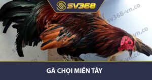 Gà chọi miền tây