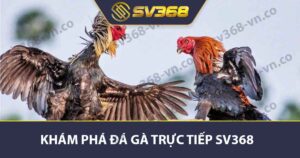 Khám phá đá gà trực tiếp SV368